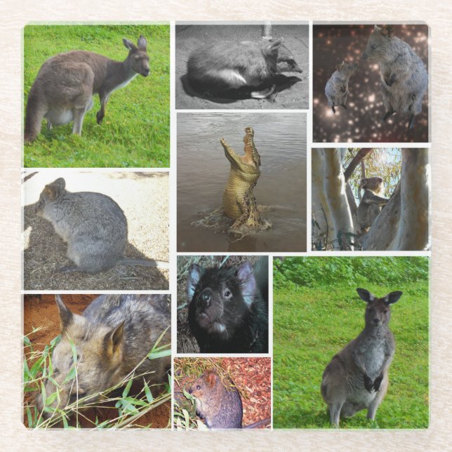 Australian Wildlife Foto Collage, Glasuntersetzer (Vorderseite)