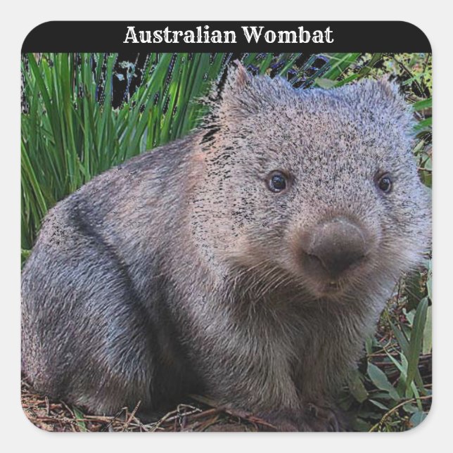 Australian Wombat Background Quadratischer Aufkleber (Vorderseite)