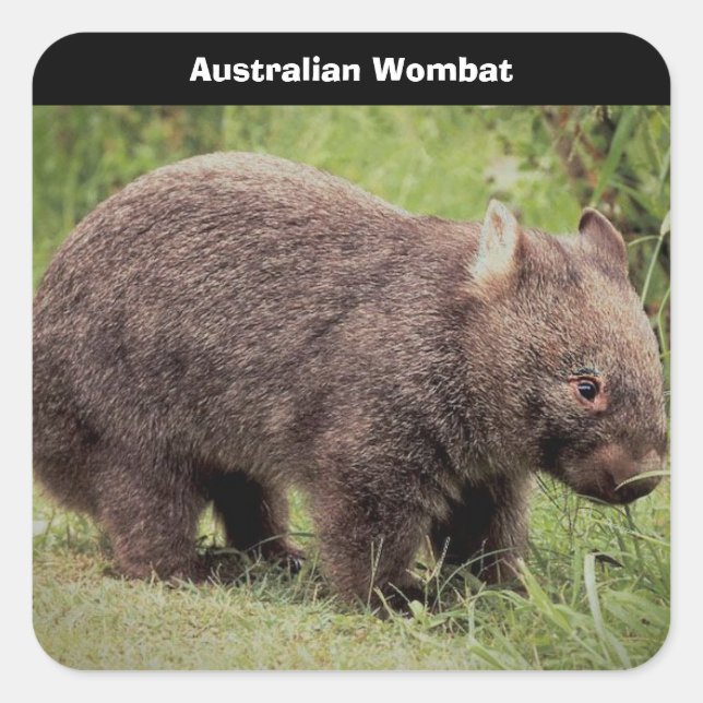 Australian Wombat Background Quadratischer Aufkleber (Vorderseite)