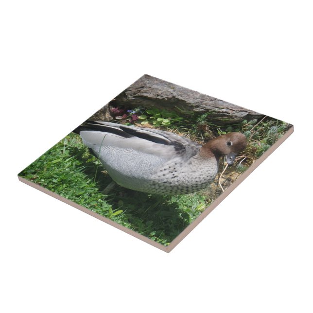 Australian Wood Duck in Tranquil Garden Fliese (Seite)