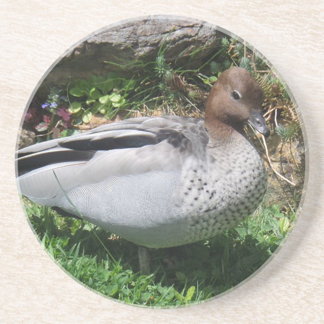 Australian Wood Duck in Tranquil Garden Getränkeuntersetzer (Vorne)