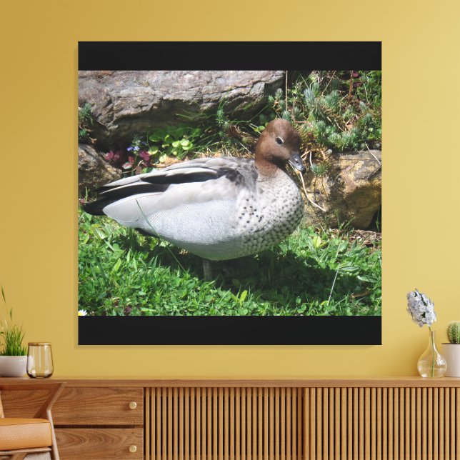 Australian Wood Duck in Tranquil Garden Leinwanddruck (Insitu (Wohnzimmer))
