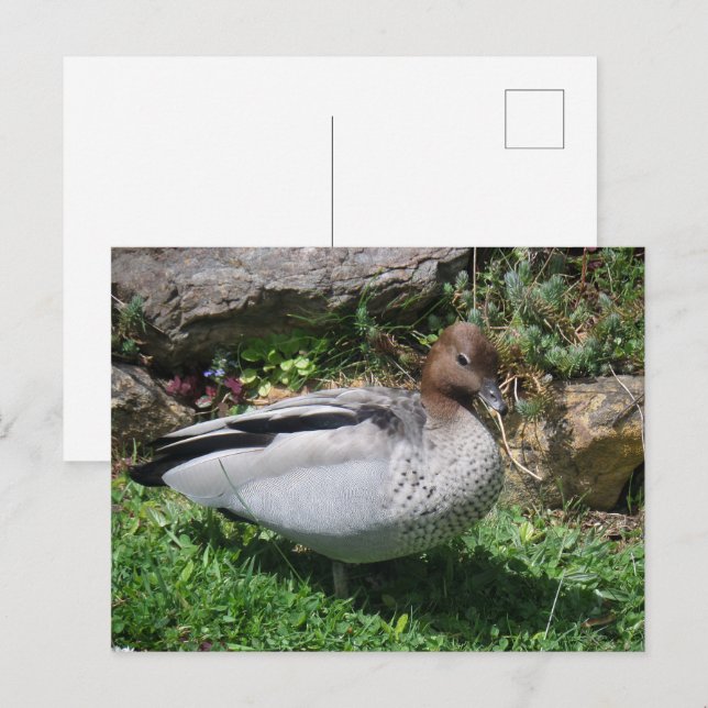 Australian Wood Duck in Tranquil Garden Postkarte (Vorne/Hinten)