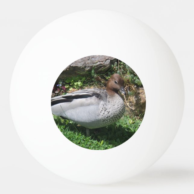 Australian Wood Duck in Tranquil Garden Tischtennisball (Vorderseite)