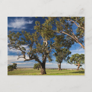 Australien, Barossa-Tal, Berg Angenehm Postkarte