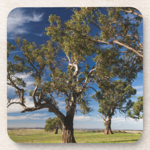 Australien, Barossa Valley, Mount Pleasant Getränkeuntersetzer