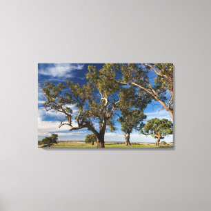 Australien, Barossa Valley, Mount Pleasant Leinwanddruck