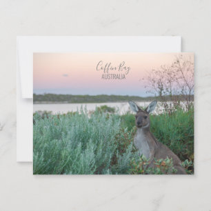 Australien Coffin Bay Kangaroo Sunset Foto Postkarte