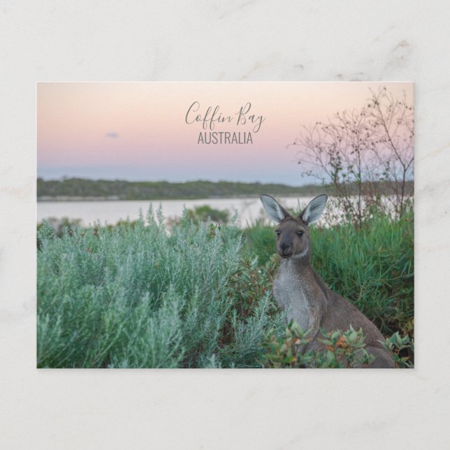 Australien Coffin Bay Kangaroo Sunset Foto Postkarte (Vorderseite)