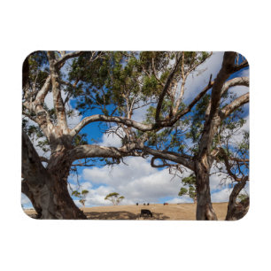 Australien, Fleurieu-Halbinsel, Normanville Magnet