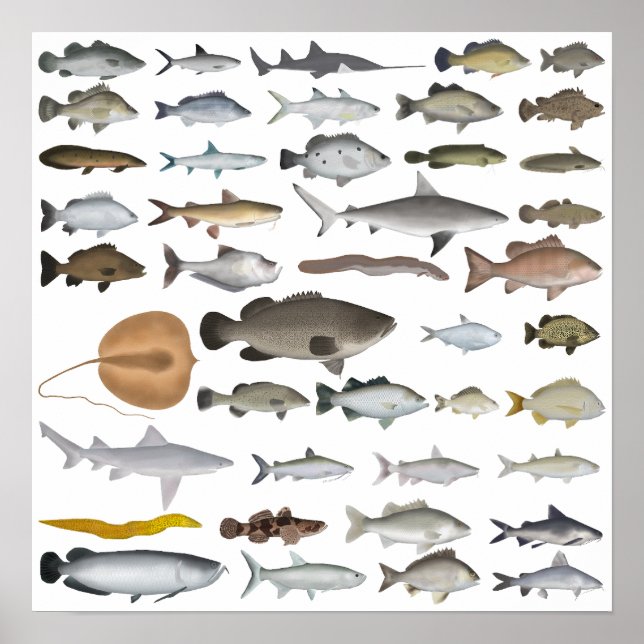 Australien Freshwater Fish Group Poster (Vorne)