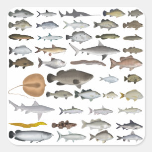 Australien Freshwater Fish Group Quadratischer Aufkleber