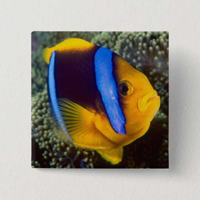 Australien, Great Barrier Reef, Anemonefisch Button (Vorderseite)