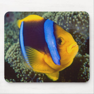 Australien, Great Barrier Reef, Anemonefisch Mousepad