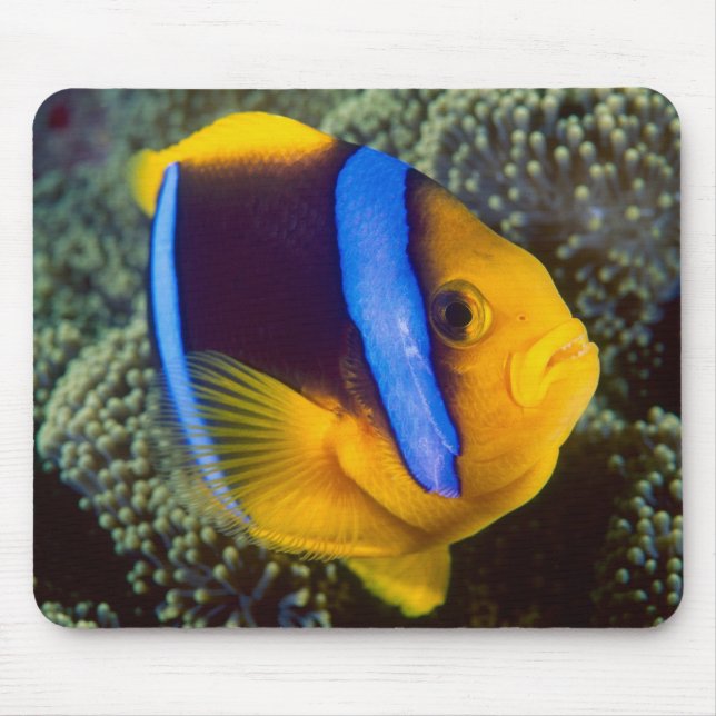 Australien, Great Barrier Reef, Anemonefisch Mousepad (Vorne)