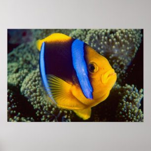Australien, Great Barrier Reef, Anemonefisch Poster