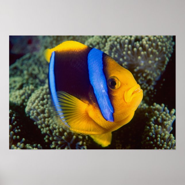 Australien, Great Barrier Reef, Anemonefisch Poster (Vorne)