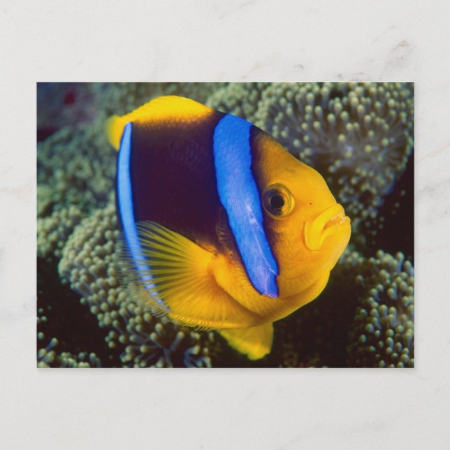 Australien, Great Barrier Reef, Anemonefisch Postkarte (Vorderseite)