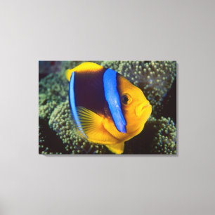 Australien, Great Barrier Reef, Anemonenfisch Leinwanddruck