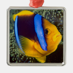 Australien, Great Barrier Reef, Anemonenfisch Silbernes Ornament