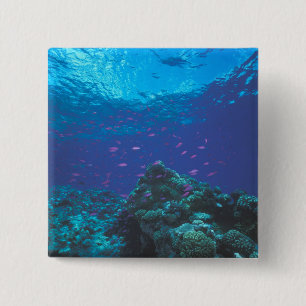 Australien, Great Barrier Reef. Lila Button