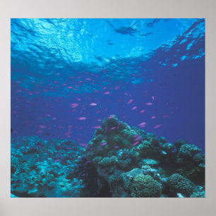 Australien, Great Barrier Reef. Lila Poster