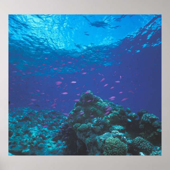 Australien, Great Barrier Reef. Lila Poster (Vorne)