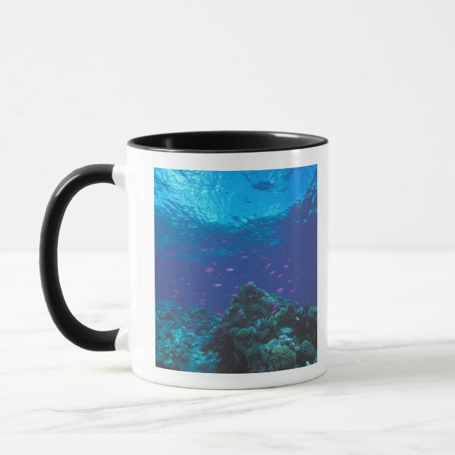Australien, Great Barrier Reef. Lila Tasse (Links)