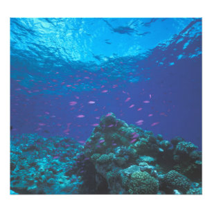 Australien, Great Barrier Reef. Schwarm von Lila Fotodruck
