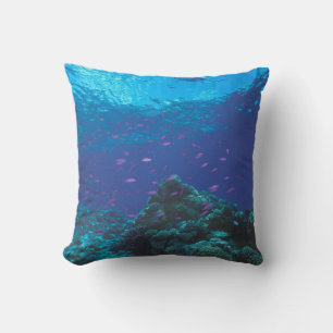 Australien, Great Barrier Reef. Schwarm von Lila Kissen