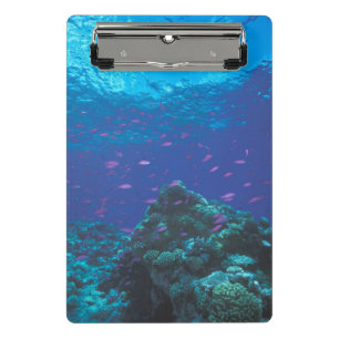 Australien, Great Barrier Reef. Schwarm von Violet Mini Klemmbrett