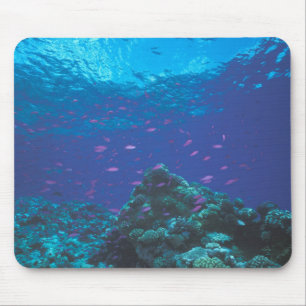 Australien, Great Barrier Reef. Schwarm von Violet Mousepad