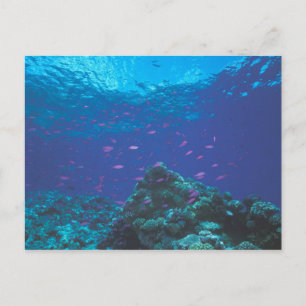 Australien, Great Barrier Reef. Schwarm von Violet Postkarte