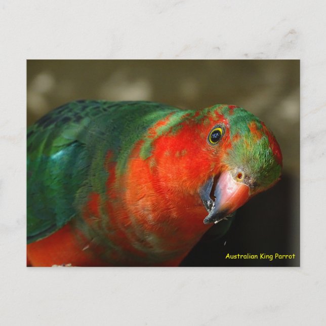 Australien Juvenile Male King Parrot Postkarte (Vorderseite)