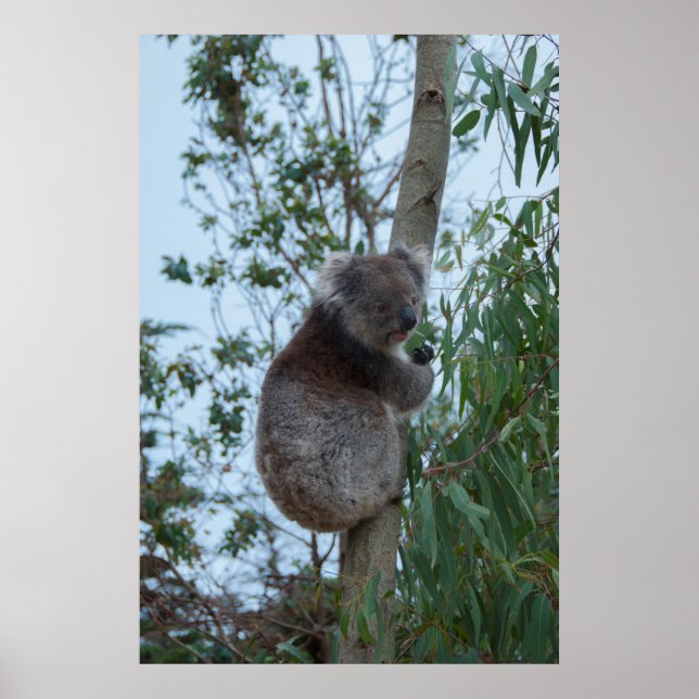 Australien Kangaroo Insel Koala in einem Baum Poster (Vorne)