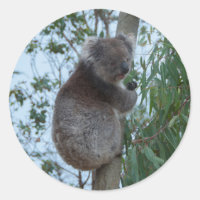 Australien Kangaroo Insel Koala in einem Baum