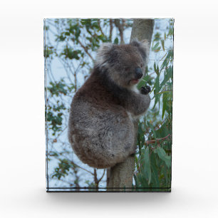 Australien Kangaroo Insel Niedlich Koala in einem  Fotoblock