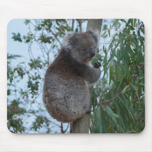 Australien Kangaroo Insel Niedlich Koala in einem  Mousepad (Vorne)