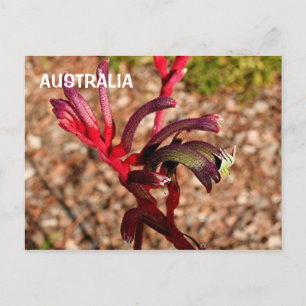 Australien: Kangaroo Paw Blume in Blüte 2 Postkarte
