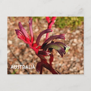 Australien: Kangaroo Paw Blume in Blüte 2 Postkarte