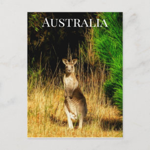 Australien Kangaroo Postkarte