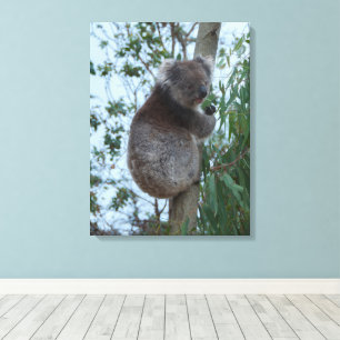 Australien Känguru-Insel Koala in einem Baum Leinwanddruck