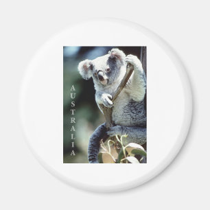 Australien-Koala-Bär Magnet