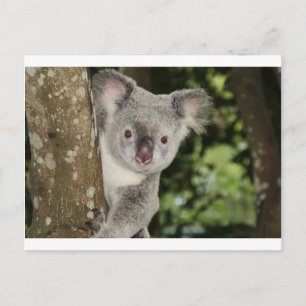 Australien Koala-Bär süßes Tier Postkarte