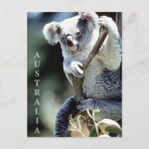 Australien Koala Bear Postkarte