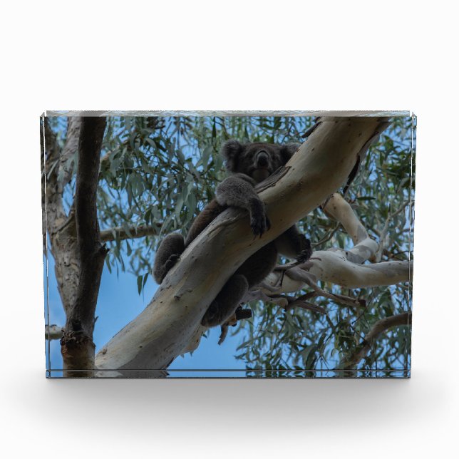 Australien Koala Schlafen in einem Baum Fotoblock (Vorderseite)