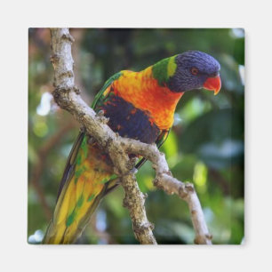 Australien: Lorikeet-Bird-Kühlschrank-Magnet Magnet