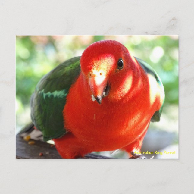 Australien Male King Parrot Postkarte (Vorderseite)