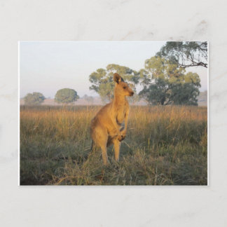 Australien Morning Product Range Postkarte
