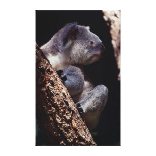 Australien, Nahaufnahme des Koala (Phascolarctos Leinwanddruck